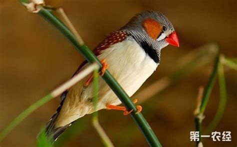 珍珠鳥幼鳥|珍珠鳥怎麼養飼養方法是什麼